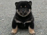 2 chiots Shiba Inu LOF mâles à réserver, noir et feu & fauve charbonné, nés en mars 2025