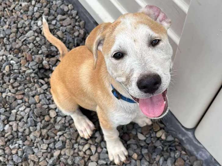 Chiot mâle de 3 mois en attente d'un foyer