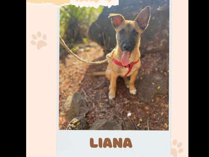 Chiot femelle Berger Malinois fauve charbonné à accueillir