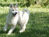 1 chiot femelle Husky de Sibérie LOF née en janvier 2025 à vendre