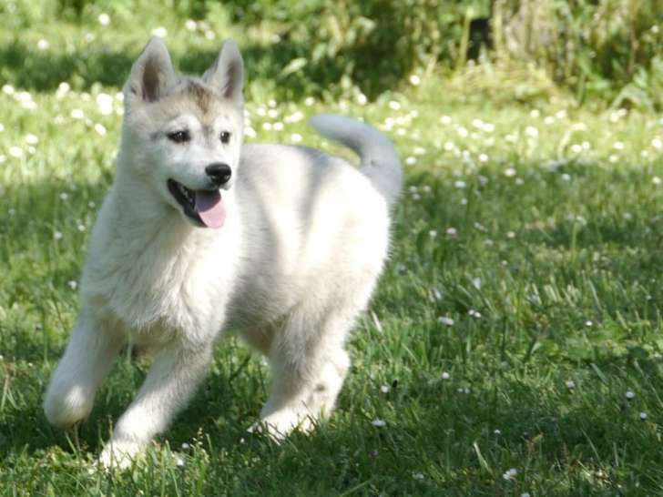 1 chiot femelle Husky de Sibérie LOF née en janvier 2025 à vendre