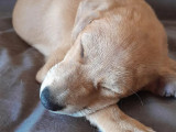 Chiot mâle beige en quête d'une famille