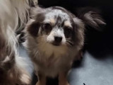 Chienne Chihuahua merle à vendre