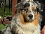 Urkan, mâle Berger Australien bleu merle disponible pour saillie