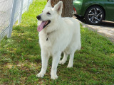Mâle Berger Blanc Suisse disponible pour saillie