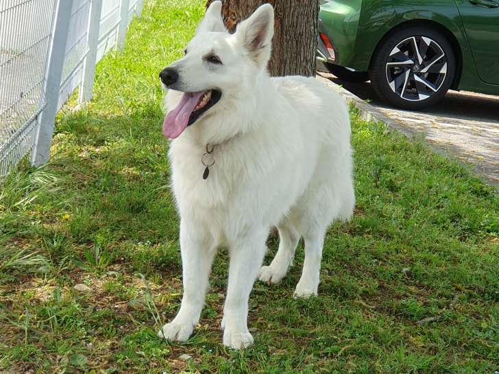 Mâle Berger Blanc Suisse disponible pour saillie