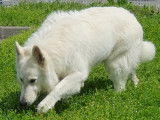 Mâle Berger Blanc Suisse disponible pour saillie