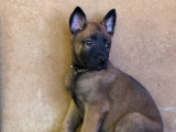 Chiots Malinois LOF à vendre