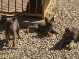 Chiots Malinois LOF à vendre