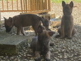 Chiots Malinois LOF à vendre