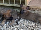 Chiots Malinois LOF à vendre