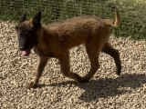 Chiot Berger Belge Tervueren LOF issu de Malinois à vendre
