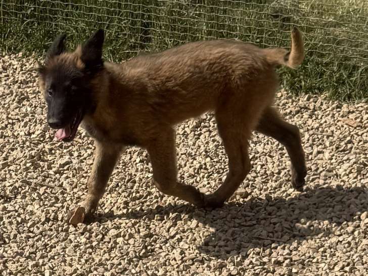 Chiot Berger Belge Tervueren LOF issu de Malinois à vendre