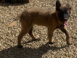 Chiot Berger Belge Tervueren LOF issu de Malinois à vendre
