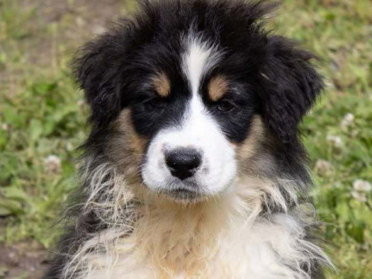 Chiot mâle Berger Australien LOF disponible à l’achat