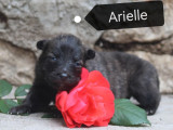2 chiots femelles Berger Hollandais LOF à réserver