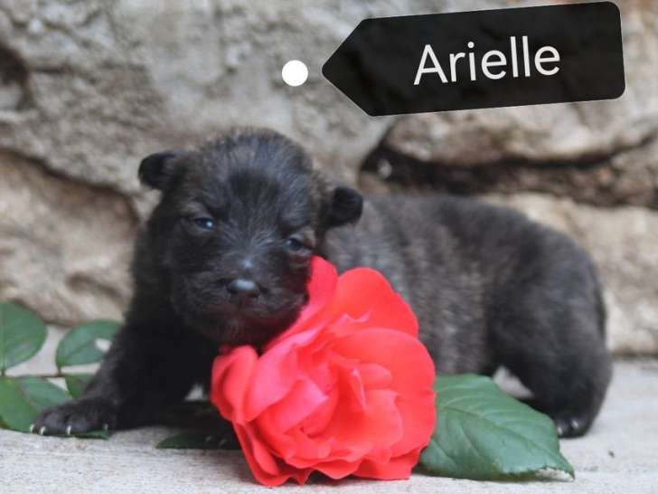 2 chiots femelles Berger Hollandais LOF à réserver