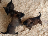 8 chiots Malinois LOF à réserver