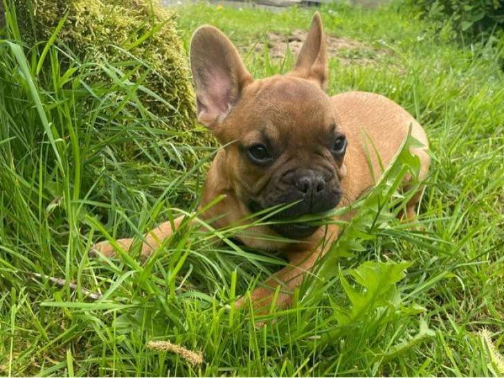 Chiot mâle Bouledogue Français LOF disponible à la vente