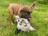 Chiot mâle Bouledogue Français LOF disponible à la vente