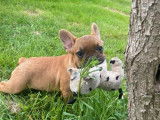 Chiot mâle Bouledogue Français LOF disponible à la vente