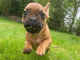 Chiot mâle Bouledogue Français LOF disponible à la vente