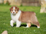 À vendre : 5 chiots Bergers Australiens (LOF)