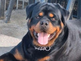 Chien Rottweiler LOF disponible pour saillie
