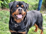 Chien Rottweiler LOF disponible pour saillie