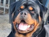 Chien Rottweiler LOF disponible pour saillie
