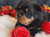 Chien Rottweiler LOF disponible pour saillie