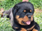 Chien Rottweiler LOF disponible pour saillie