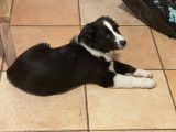 Chiot Berger Américain Miniature à vendre