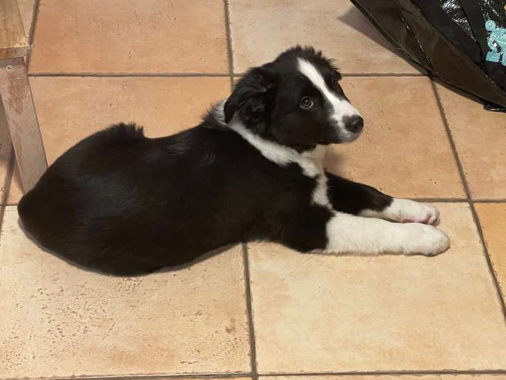 Chiot Berger Américain Miniature à vendre