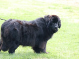Chien femelle Terre-Neuve LOF de 2 ans à vendre