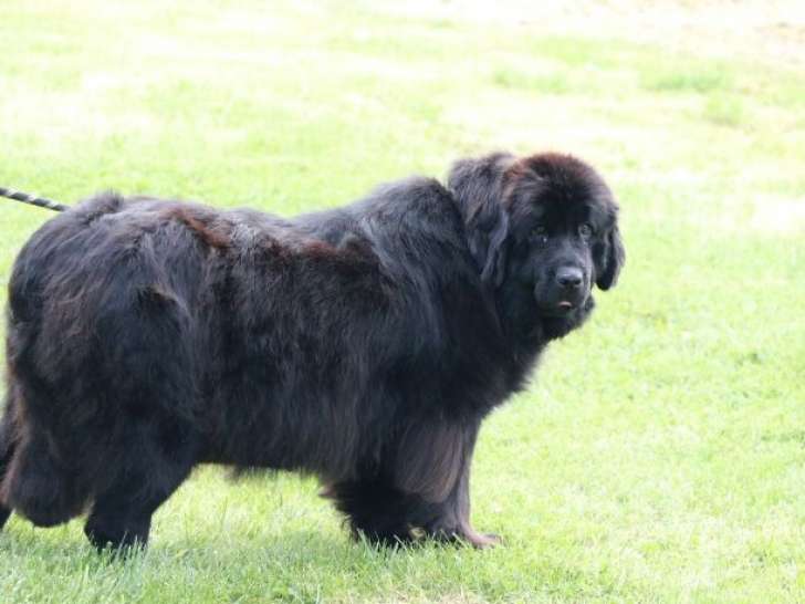 Chien femelle Terre-Neuve LOF de 2 ans à vendre