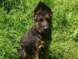 Adorable chiot Berger Allemand à poil court noir et feu LOF à vendre