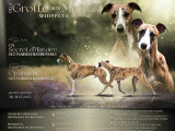Chiots Whippet à réserver
