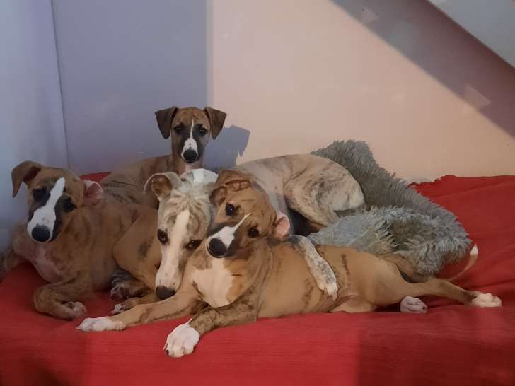 Chiots Whippet à réserver