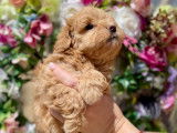 Chiots Maltipoo à vendre
