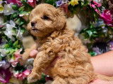Chiots Maltipoo à vendre