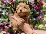 Chiots Maltipoo à vendre