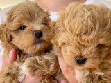 Chiots Maltipoo à vendre