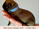 Chiots Bouledogue Français exotiques à vendre