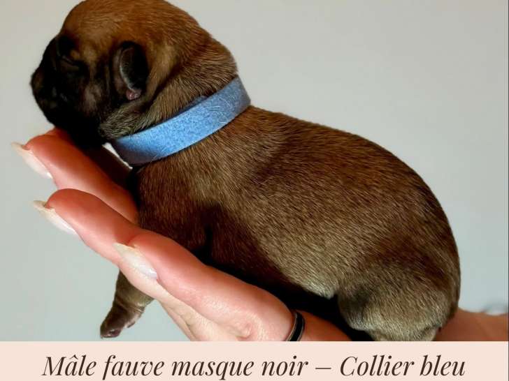 Chiots Bouledogue Français exotiques à vendre