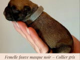 Chiots Bouledogue Français exotiques à vendre