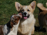 Un chien adulte Welsh Corgi Pembroke LOF pour saillie