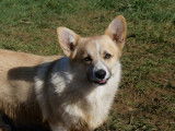 Un chien adulte Welsh Corgi Pembroke LOF pour saillie