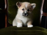 Un chien adulte Welsh Corgi Pembroke LOF pour saillie