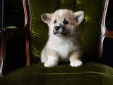 Un chien adulte Welsh Corgi Pembroke LOF pour saillie